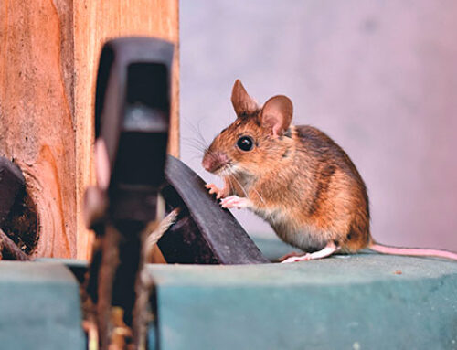 Desratización en Extremadura: ¡Acaba con la plaga de ratas y roedores de tu casa!