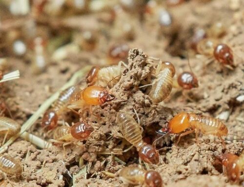 Las mejores soluciones para eliminar plagas de termitas